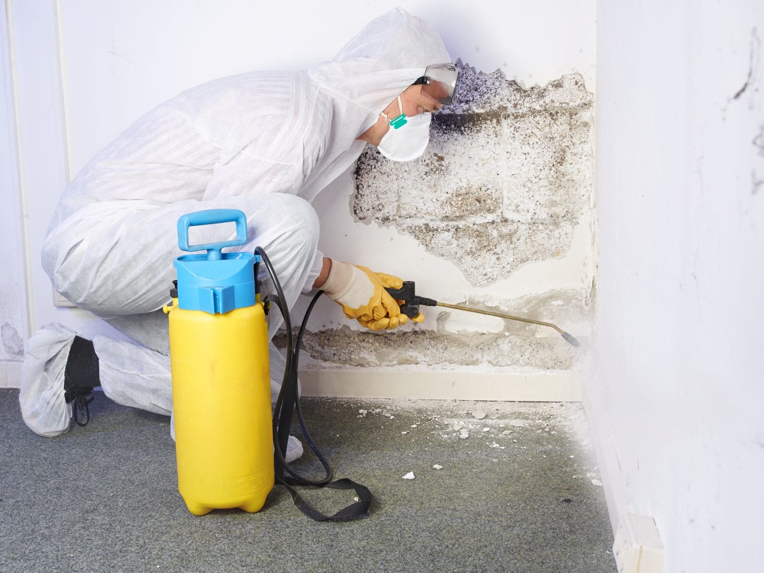 mould removal company Sydney